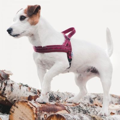 Hurtta Casual pehmustettu valjas, puolukka (35 35)