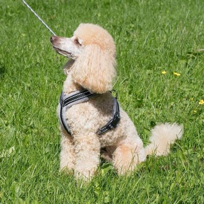 Y-valjas Basic Cosy, savu (60 cm)