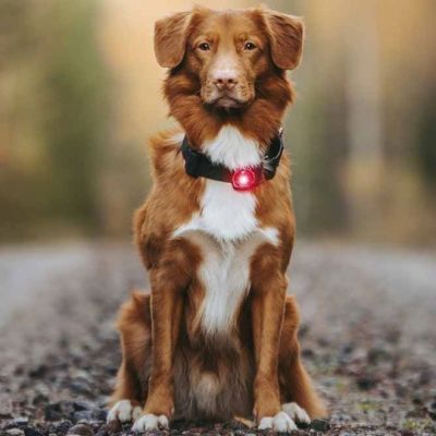 Orbiloc Dual -huomiovalo (Punainen)