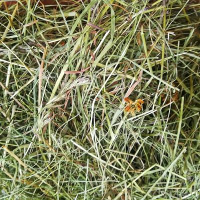 Soikkeli Kotimainen luonnonheinä (1 kg)