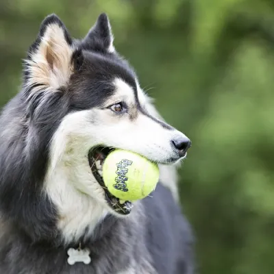 KONG Airdog Squaker Ball narulla, 6 cm, kuva 1 / 1