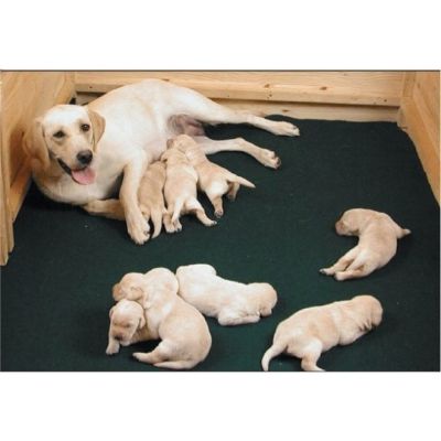 Pentulaatikon matto Drymate Whelping Mat