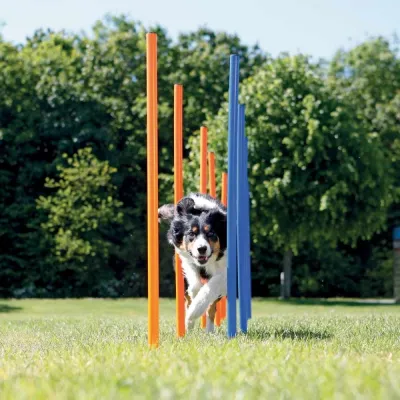 Agility pujottelueste Trixie 12 keppiä