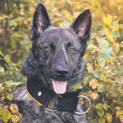 Salmiakkitassu Puolikuristava panta softshell-pehmusteella 50 mm (45 cm)