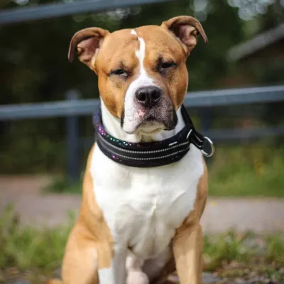 Kusse&Kutta extraleveä panta, musta kimalle (10), kuva 1 / 1