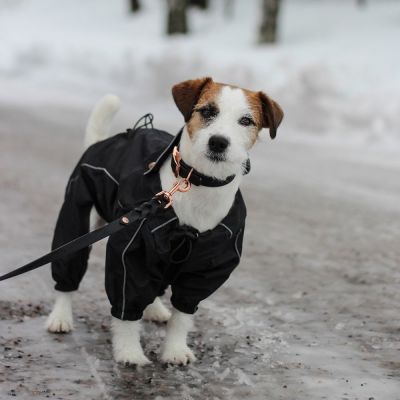 Kerbl Koiran sadehaalari Manchester, musta (XL)