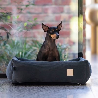 Koiranpeti samettia FuzzYard Life, harmaa (M)