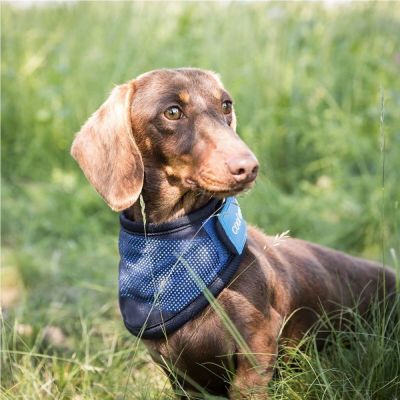 Back on Track Cool on Track koiran viilennyshuivi (XL)