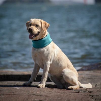 Viilennyshuivi koiralle Feel Active XTR, turkoosi (S)