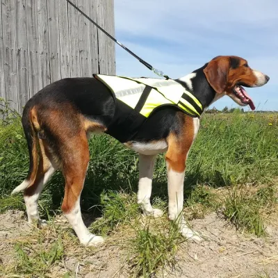 Koiran metsästysliivi Rymy, Kardog (XL)