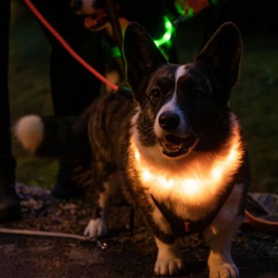 Trixie USB-ladattava valopanta, silikoni (Oranssi)