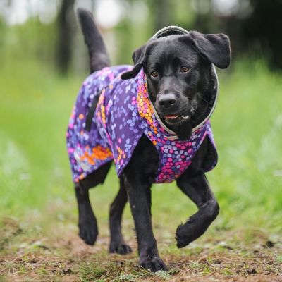 PerusPomppa koiran takki, Cosmos (28)