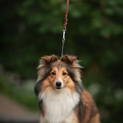 Koiran näyttelyhihna Tyylivoitto Braid, ruskea (100 cm)