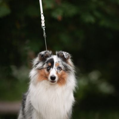 Tyylivoitto Braid näyttelytalutin koiralle, valkoinen (80 cm)