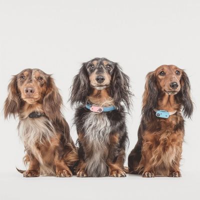 Punkkikarkotin ultraäänellä - Tickless Mini (Oranssi)