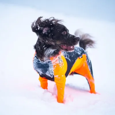 Non-stop Dogwear Non-Stop Protector Snow haalari, narttumalli (L), kuva 1 / 1