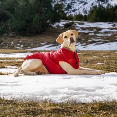 FuzzYard koiran takki Hakuba, punainen (5)