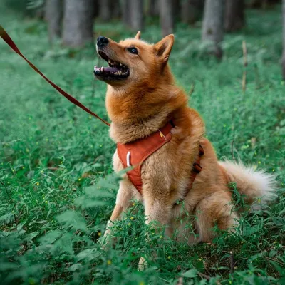 Y-valjaat koiralle Woolly Wolf Roam, Terracotta Ripple (M)