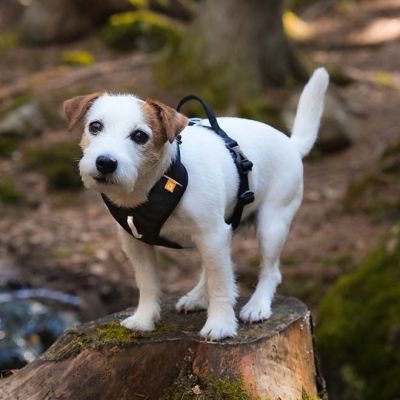 Woolly Wolf Roam y-valjas, Black Ripple (XL)