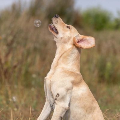 Trixie TR pekonikuplat 120 ml