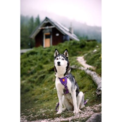 Woolly Wolf Northern Lights valjaat (M)