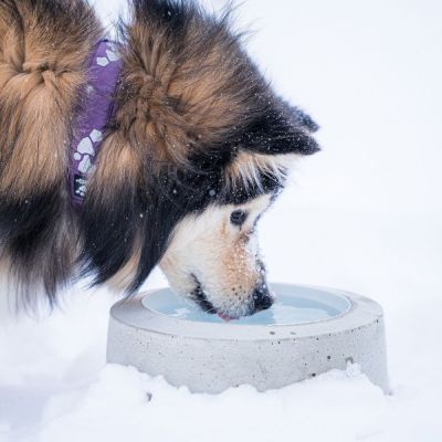 Sulavesi-lämmitetty koiran vesikuppi