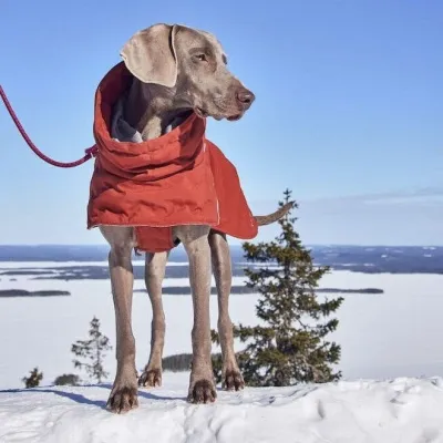 Hurtta Extreme Warmer III ECO koiran lämpötakki, kaneli (55), kuva 1 / 1