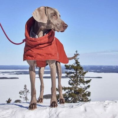 Hurtta Extreme Warmer III ECO koiran lämpötakki, kaneli (45)