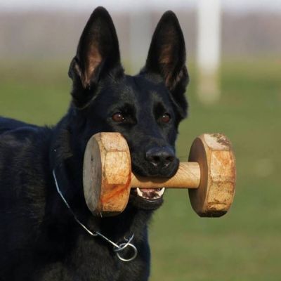 Dingo Gear PK noutokapula (650 g)