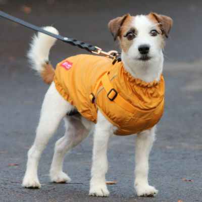 Koiran takki valjailla 51 Degrees North Adventure, keltainen (28 cm)