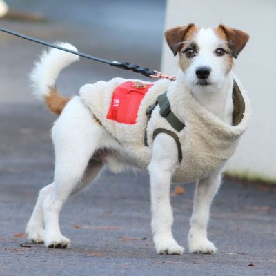 Koiran valjastakki 51 Degrees North Jules, beige/oliivi (44 cm)