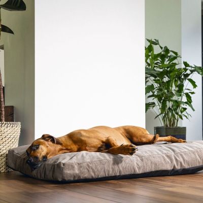 Ortopedinen koiran patja Beeztees Veo mokka (M)