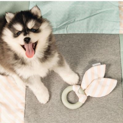 Beeztees Beezteez Tjuwa pennun pururengas