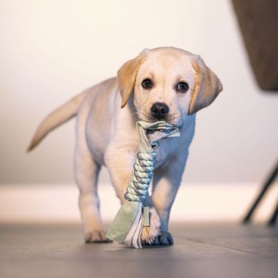 Beeztees Beezteez Kaz -pennun köysilelu