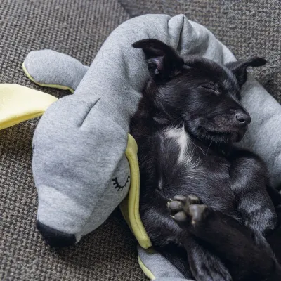 Beeztees Cuddle Doggy -pehmolelu, kuva 1 / 1