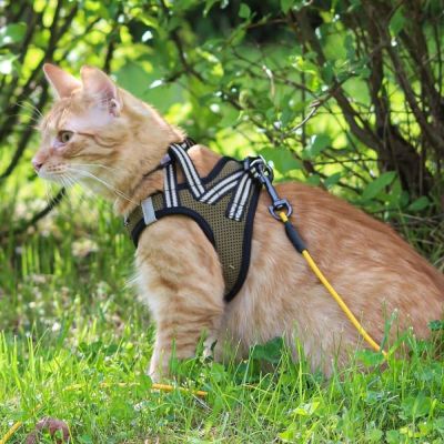 Kissavaljaat Basic Cat Sporty NoEscape (L)