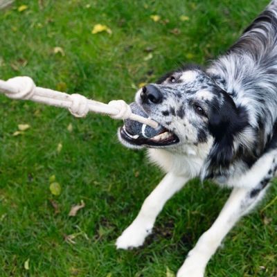 Beeztees tennispallo köydellä