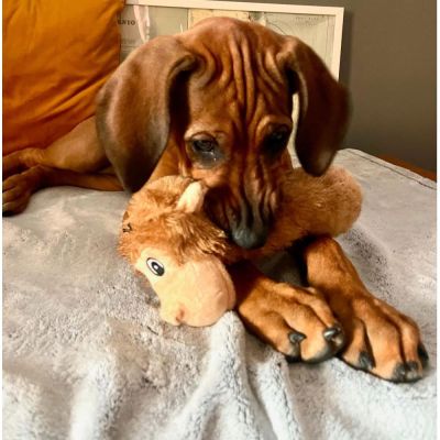 Party Pets Apinapötkö 28 cm (Vaaleanruskea)