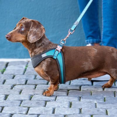 Valjaat pienelle koiralle Rogz Urban Fast-Fit, turkoosi (XS)