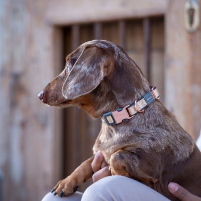 Rogz Urban panta, kulta (XS)