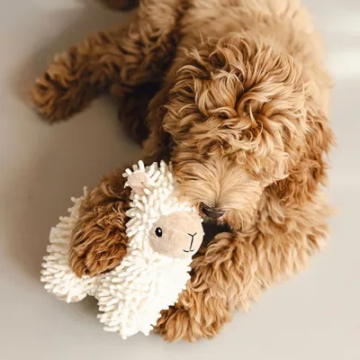 Beeztees Eco Sheep Jovi, kuva 1 / 1