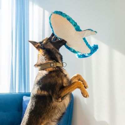 Quapas! Valas (66 cm)