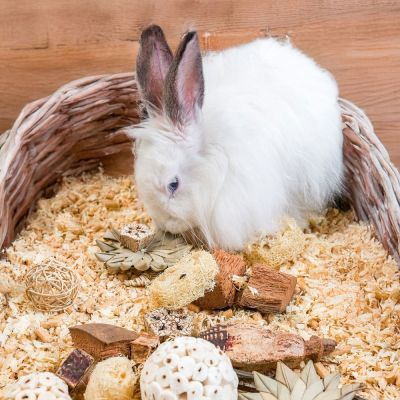 Quapas! Puuhalelulahjalaatikko, tähdet