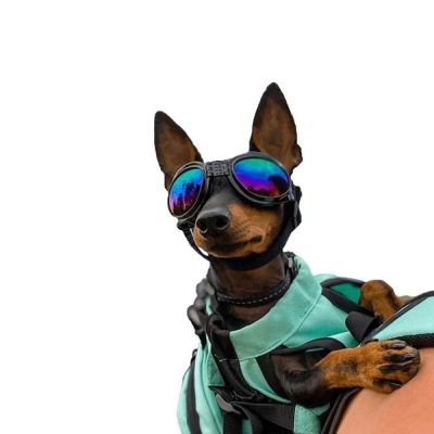 K9 Sport Sack Koiran suojalasit K9 Sport Shades, musta