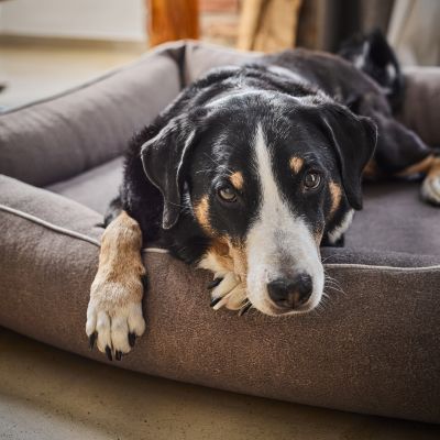 Laboni Classic Buffalo koiranpeti - Vintage, Taupe / M (85 x 66 x 22cm)