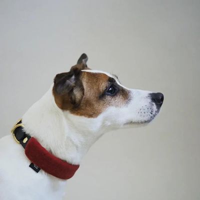 Hunting Pony Koiran Biothane Kaulapanta Pony - Mascarpony, Terracotta / M