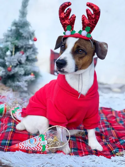 Cooka's Cookies Crunchy Woofmas Balls - Rapeat ja Luonnilliset Kana & Kalkkunaherkut Koirille, kuva 1 / 1