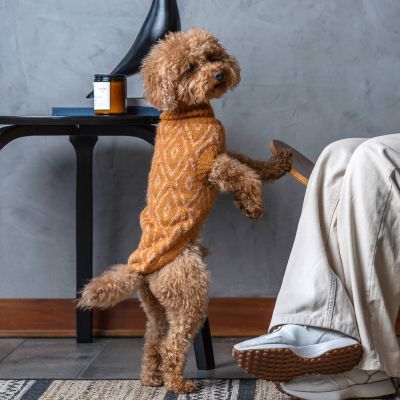 Alqo Wasi Golden Ochre koiran alpakkaneule, L