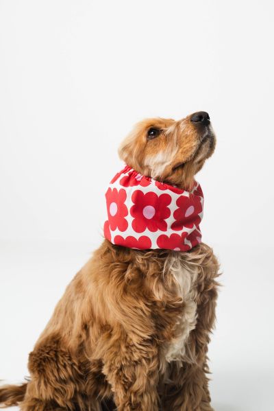 Lou and co. Lou & Co. Koiran Huppu - Kukat, M