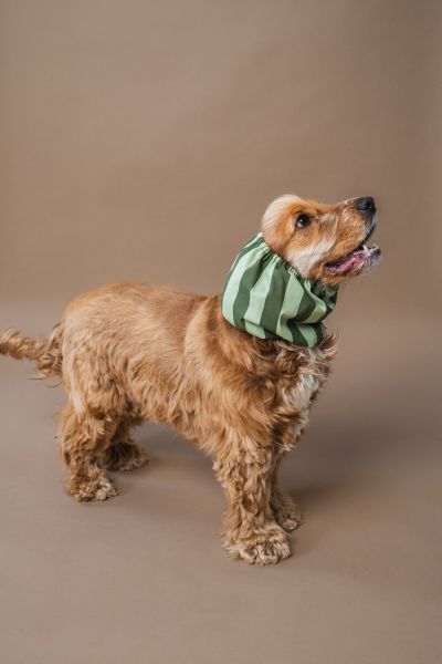 Lou and co. Lou & Co. Koiran Huppu - Vihreät Raidat, M